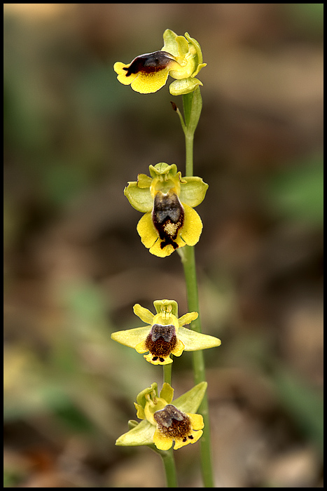 Ophrys lutea subsp. minor